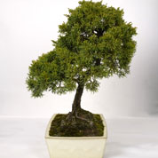 Bonsai Zimbro 15 anos